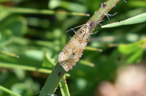 Réf. 346 881 : Celypha rivulana